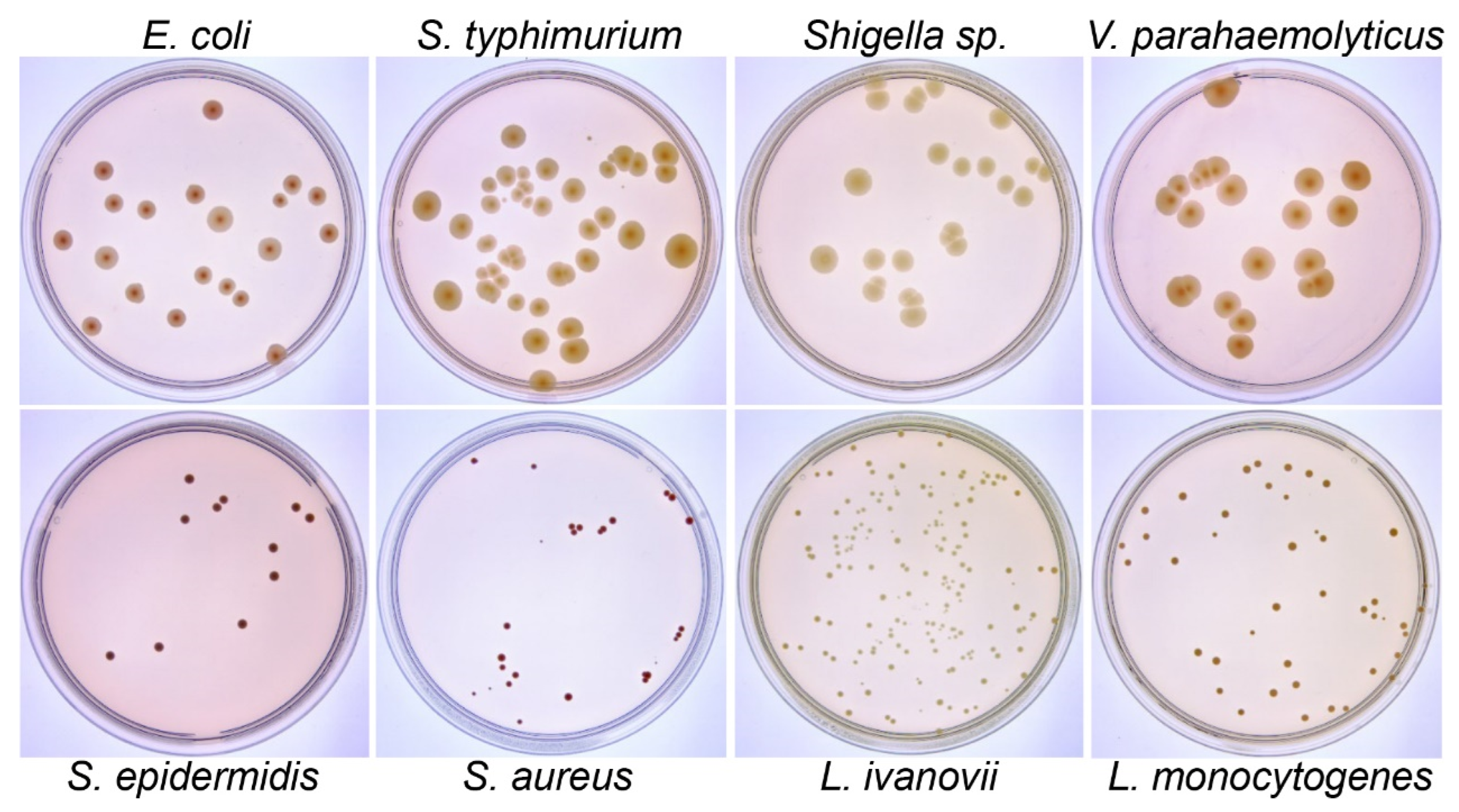 Bacteria Counter preview